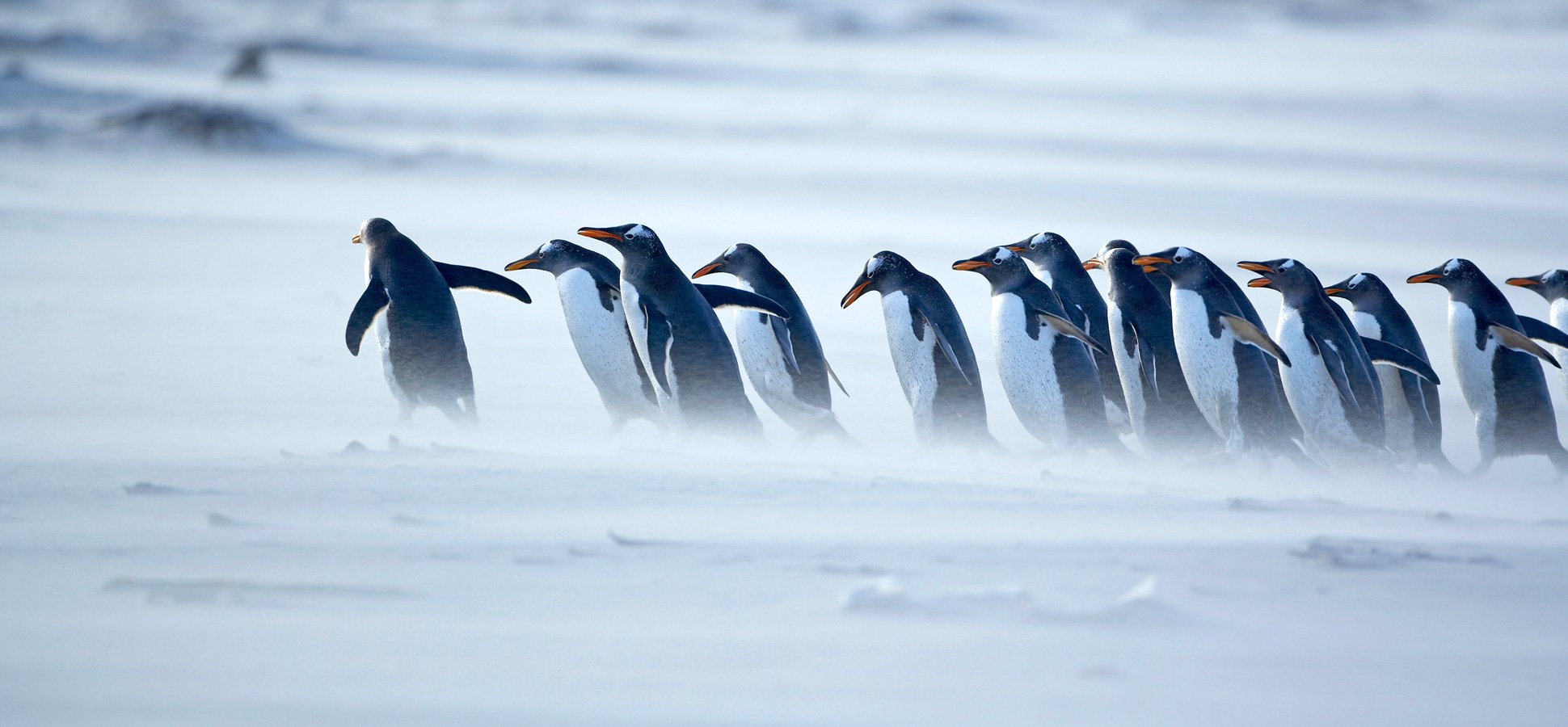 penguins-leader-1940x900_34162